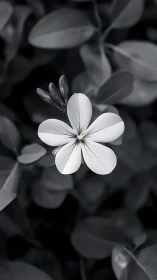 White flower five-petal bloom monochromatic selective focus photograph