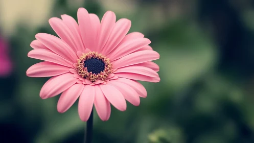Pink Gerbera Daisy's Perfect Bloom.