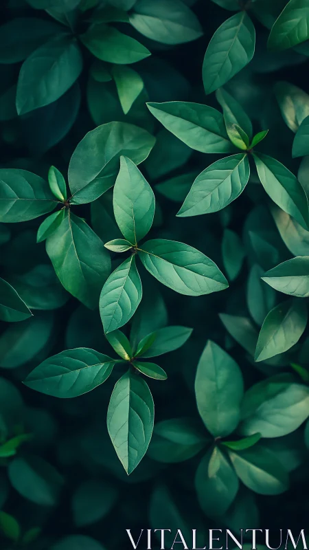 Top-down optical study of layered green foliage textures.