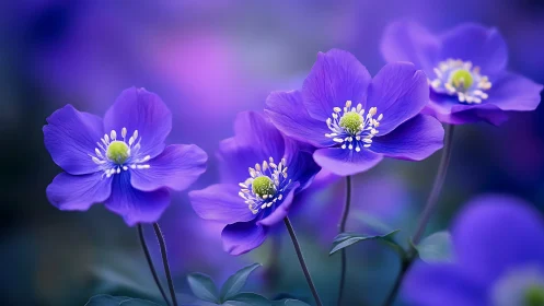 Purple Anemones Dance: Twilight Petals in Dreamy Reverie.