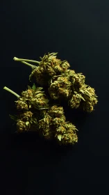 Cannabis inflorescences on low-key black background study.