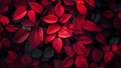 High-contrast macro study of crimson foliage under directional light