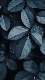 Macro botanical study of rain-dappled foliage in low key tone.