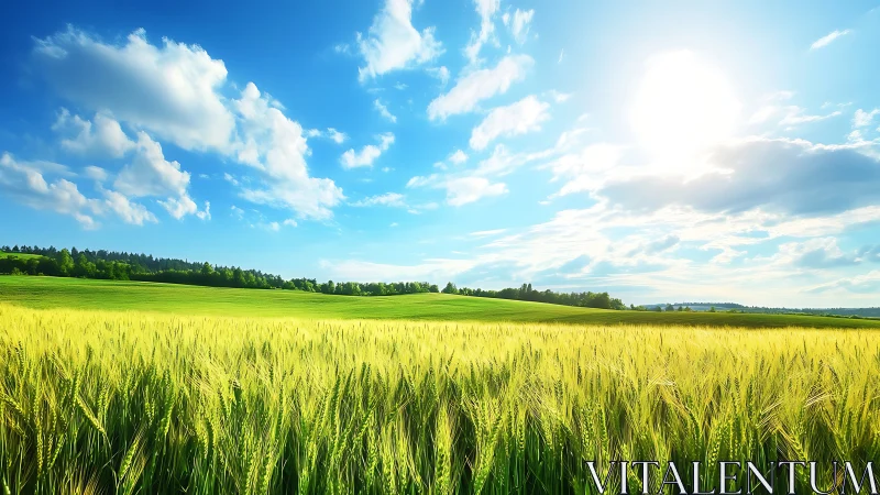 Sunlit wheat field under vivid blue summer sky landscape.