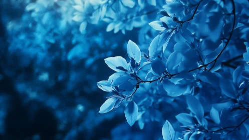 Blue magnolia blossoms on dark branches, monochromatic light study.