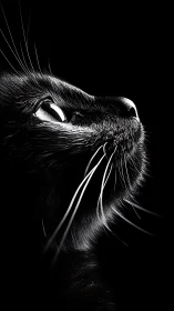 Cat's Penetrating Gaze Through Darkness and Light