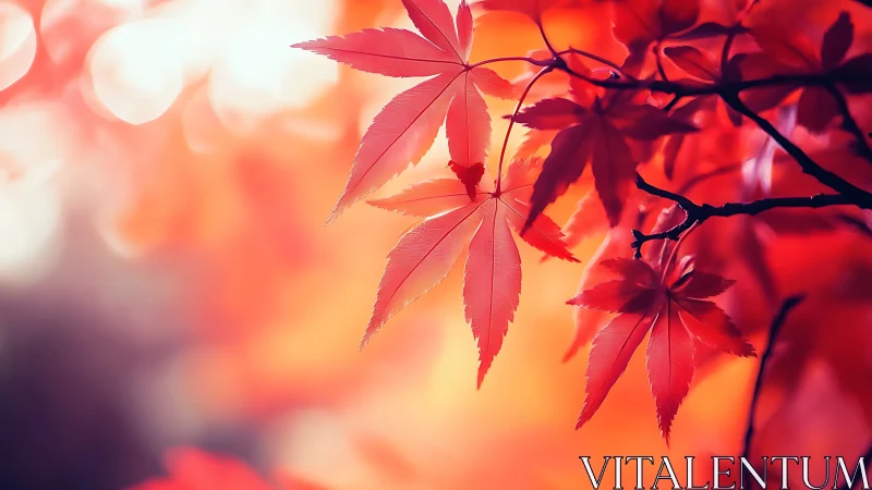 Crimson maple leaves glowing in dreamy autumn light.