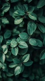 Whispering teal leaves weaving a soft forest hush.