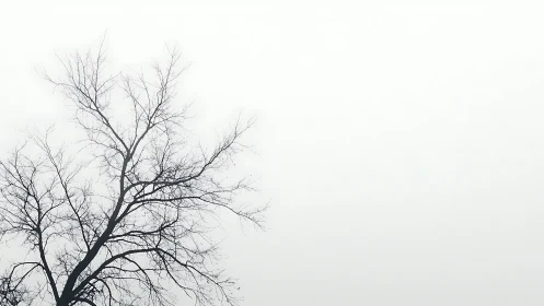 Bare tree branches against minimalist white sky in winter.
