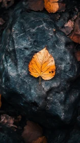 Single amber leaf rests on dark stone in quiet autumn