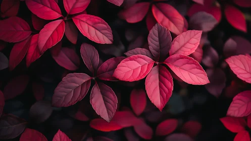 Crimson foliage closeup under soft light with dark backdrop.