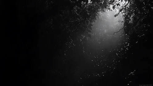 Dense foliage canopy with narrow light shaft in monochrome.