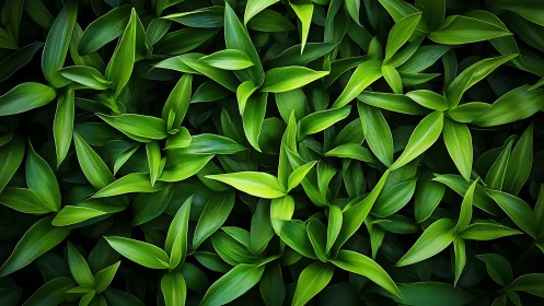 Dense foliage study isolates layered green leaf structures