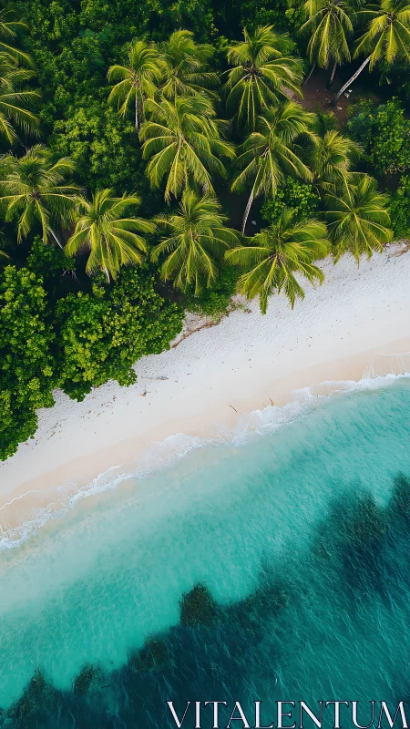 Aerial Coastline: Tropical Beach with Palm Trees.
