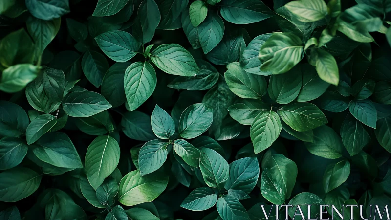 Leafy hush of emerald understory, quietly breathing green.