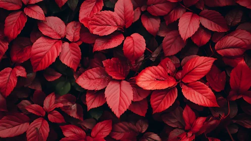 Crimson leaf chorus humming softly in shadowed dusk.