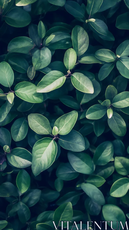 Moody green foliage creates a serene natural backdrop