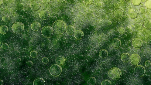 Green liquid surface with dispersed circular air bubbles.