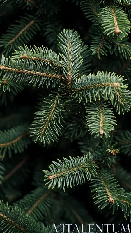 Evergreen needles quietly choreograph a forest&rsquo;s winter breath