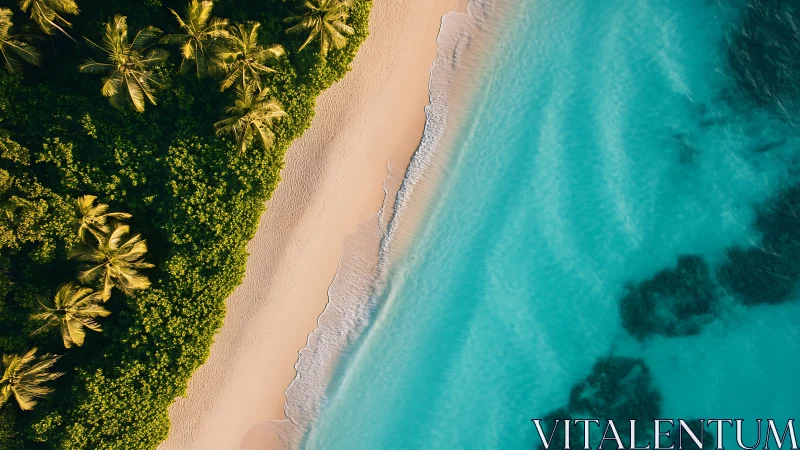 Tropical Coastline Aerial View With Palm Trees.