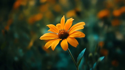 Golden Daisy Blooms in Soft Bokeh Garden.