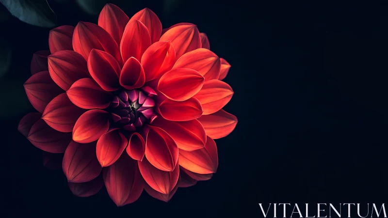 Red Dahlia Bloom Against Dark Background.