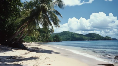 Tropical Escape: Where Palm Trees Meet Paradise Shores.