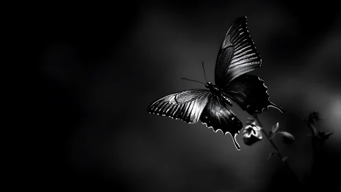 Luminous butterfly pauses in dramatic monochrome light.