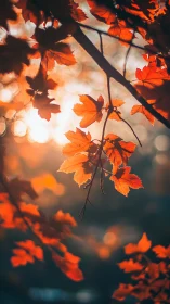 Soft sunset glow through drifting autumn leaves.