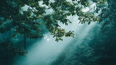 Sunlight filtering through dense forest canopy with mist