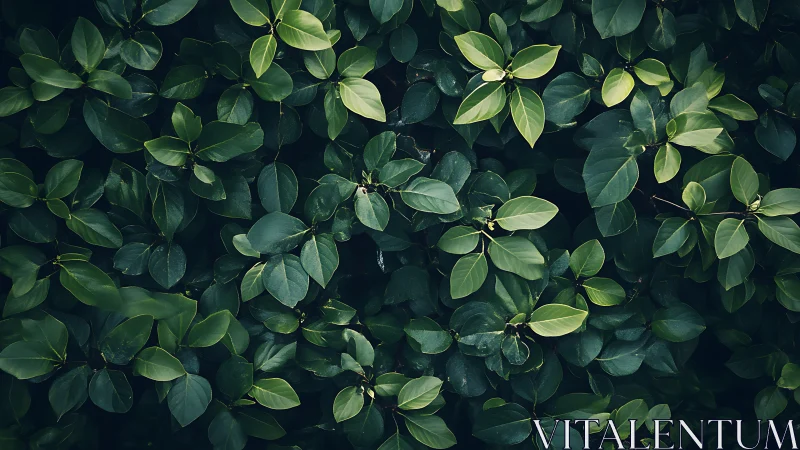 Leafy whispers assemble into a deep green midnight chorus