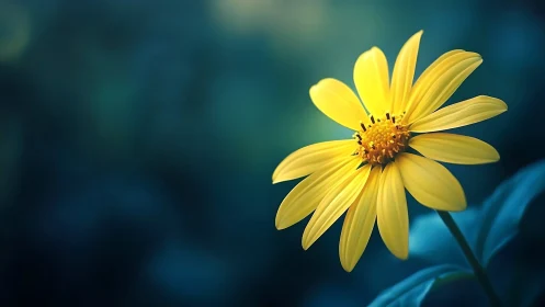 Yellow Flower Against Blue Background