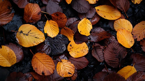 Golden leaves trade secrets with rain-dark forest floor