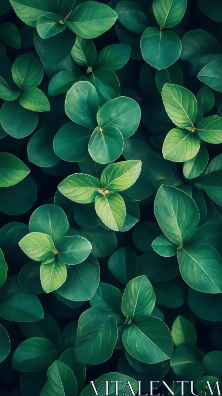 Lush overlapping green leaves create a calm natural pattern.