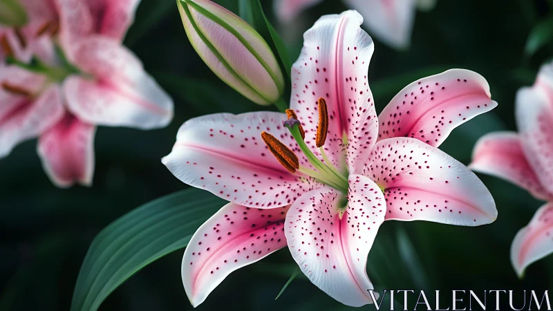 Pink Stargazer Lilies in Full Bloom.