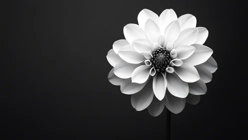 White Dahlia Bloom Against Dark Background Study
