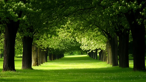 Sunlit tree-lined avenue in lush green park, tranquil natural scene.