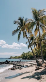 Palm trees on tropical beach with clear blue sky and rocky shoreline