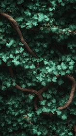 Ivy foliage and twisting trunks in cinematic overhead light.