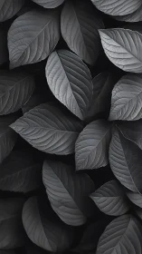 Monochrome close-up of overlapping textured leaves.