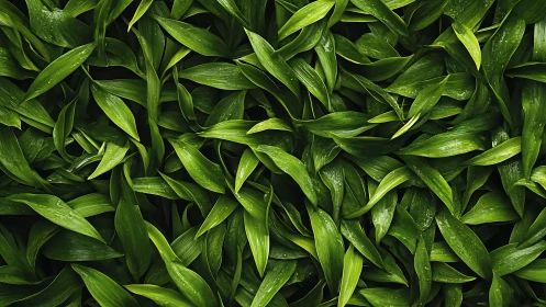 Green leaves overlap densely across the full image frame