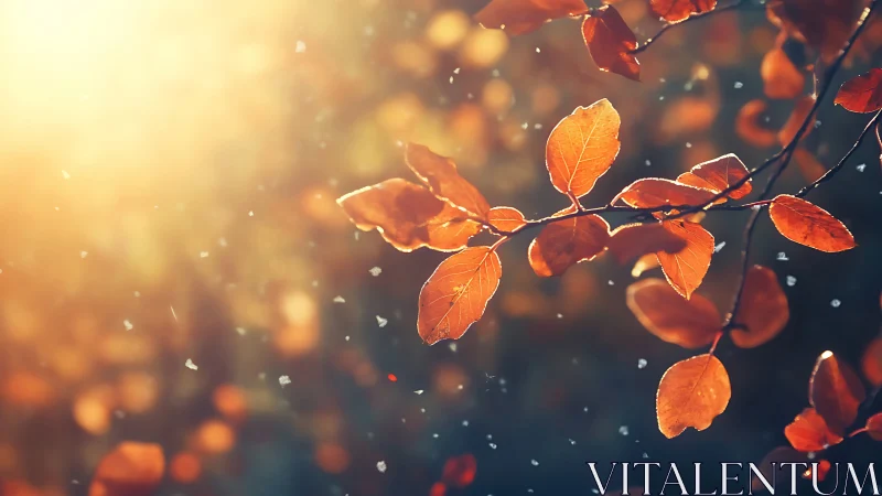 Autumn leaves glowing in golden sunset backlight.