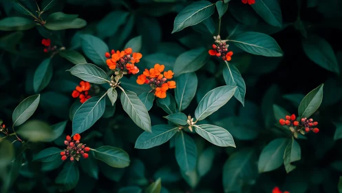 Orange Clustered Flowers with Teal Foliage Observed.