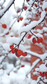 Snow-laden red berries contrast sharply against soft bokeh field