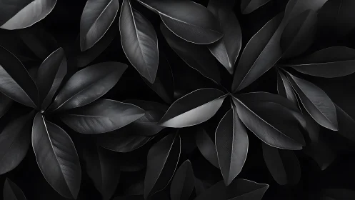 Monochrome rubber leaves form dense overlapping abstract canopy