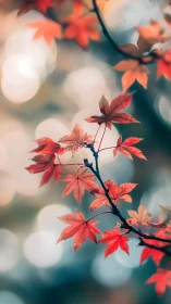 Delicate maple leaves glow softly against a dreamy bokeh haze