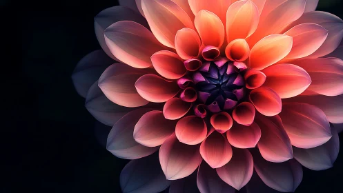 Stunning Digital Dahlia Blooms in Coral and Rose Tones