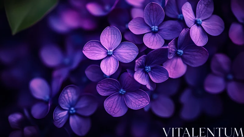 Violet petals capture luminous detail against shadowed bokeh.