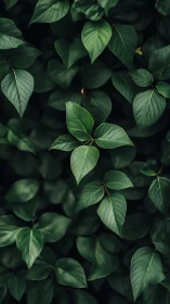 Quiet green leaves gathering in a soft forest hush.