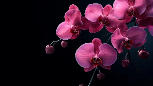Pink Orchids Against Dark Void: Photorealistic Botanical Study.